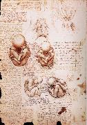 LEONARDO da Vinci, The Fotus in the Uterus
